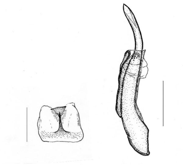 /filer/webapps/moths_gc/media/images/S/spirostachydis_Ectropina_aedeagus_Triberti-etal_2024_38.jpg