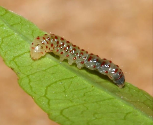 /filer/webapps/moths_gc/media/images/S/spirostachydis_Ectropina_larva_Triberti-etal_2024_45.jpg