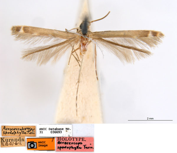 /filer/webapps/moths_gc/media/images/S/spodophylla_Acrocercops_ST_ANIC.jpg