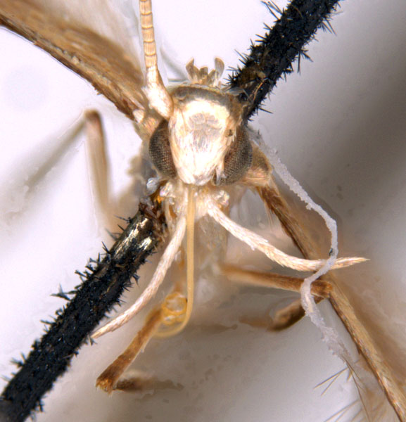 /filer/webapps/moths_gc/media/images/S/spodophylla_Acrocercops_ST_head_ANIC.jpg