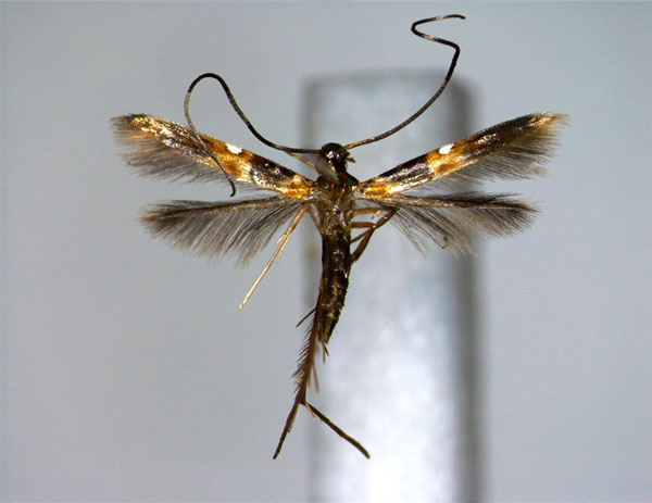 /filer/webapps/moths_gc/media/images/S/squamosa_Chrysocercops_A_EIHU.jpg