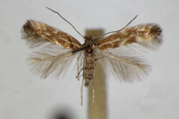 /filer/webapps/moths_gc/media/images/S/staintonella_Phyllonorycter_A_ZSM_2.jpg