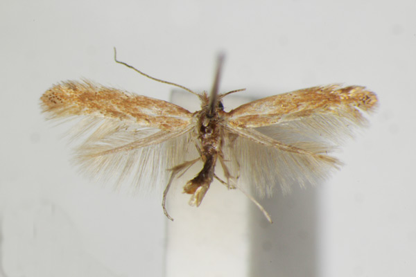 /filer/webapps/moths_gc/media/images/S/staintonella_Phyllonorycter_A_ZSM_3.jpg