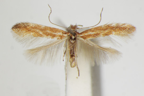 /filer/webapps/moths_gc/media/images/S/staintonella_Phyllonorycter_A_ZSM_4.jpg