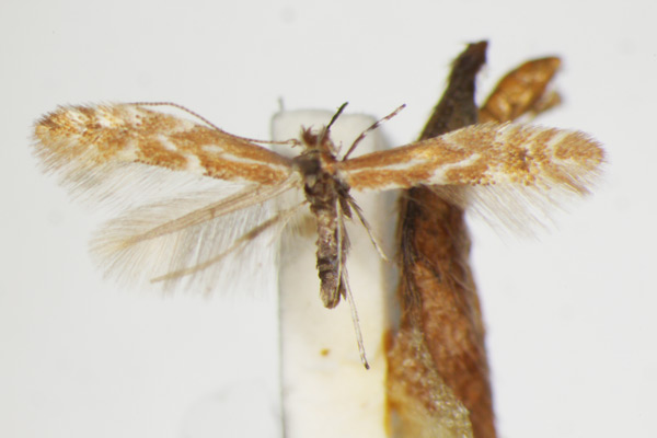 /filer/webapps/moths_gc/media/images/S/staintonella_tictoriella_Phyllonorycter_A_ZSM_2.jpg
