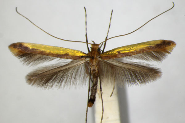 /filer/webapps/moths_gc/media/images/S/staintoni_Caloptilia_A_ZSM.jpg