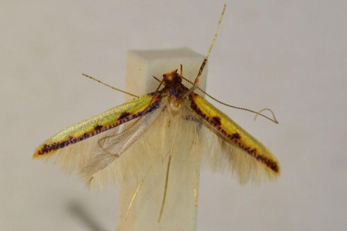 /filer/webapps/moths_gc/media/images/S/staintoni_Caloptilia_HT_BMNH(E)-1324992.jpg