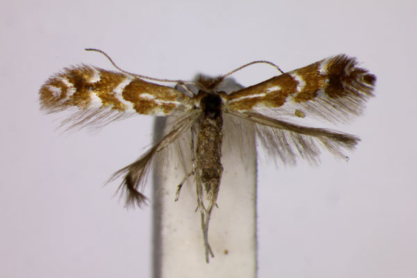 /filer/webapps/moths_gc/media/images/S/staintoniella_Phyllonorycter_A_BMNH_2.jpg
