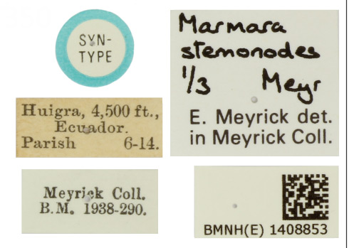 /filer/webapps/moths_gc/media/images/S/stemonodes_Marmara_ST_BMNH(E)-1407753_Label.jpg