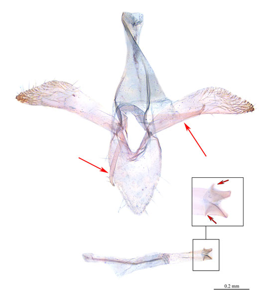 /filer/webapps/moths_gc/media/images/S/stenopterae_Phyllonorycter_HT_GM_SDNU.jpg