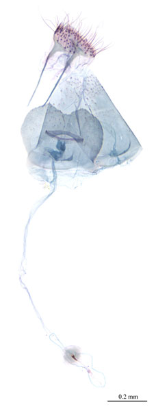 /filer/webapps/moths_gc/media/images/S/stenopterae_Phyllonorycter_PT_GF_Lu-etal_2025_458.jpg
