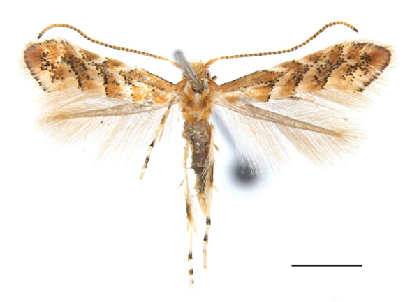 /filer/webapps/moths_gc/media/images/S/stenopterae_Phyllonorycter_PT_SDNU.Ent041937_Lu.etal_2025_456.jpg