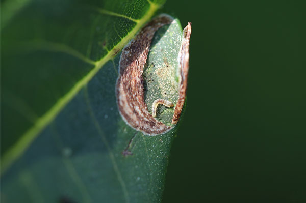 /filer/webapps/moths_gc/media/images/S/stenopterae_Phyllonorycter_larva_Lu-etal_2025_461_PU55F5K.jpg