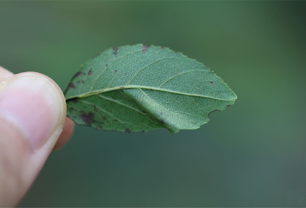 /filer/webapps/moths_gc/media/images/S/stenopterae_Phyllonorycter_mine2_Lu-etal_2025_461.jpg
