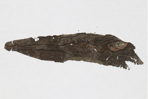 /filer/webapps/moths_gc/media/images/S/stenopterae_Phyllonorycter_mine3_Lu-etal_2025_461.jpg