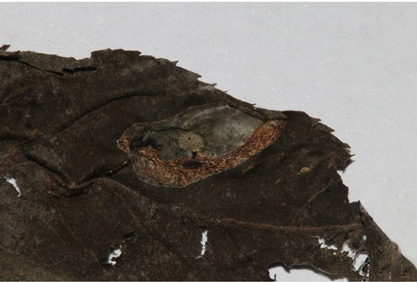 /filer/webapps/moths_gc/media/images/S/stenopterae_Phyllonorycter_mine4_Lu-etal_2025_461.jpg