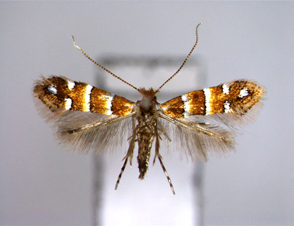 /filer/webapps/moths_gc/media/images/S/stephanandrae_Phyllonorycter_A_EIHU.jpg