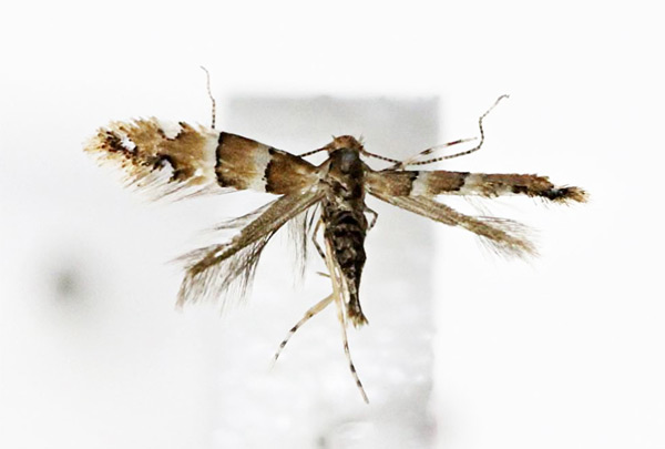 /filer/webapps/moths_gc/media/images/S/stephanandrae_Phyllonorycter_A_Kim-et-Byun_2017_1382.jpg