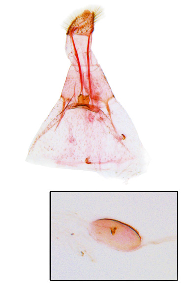 /filer/webapps/moths_gc/media/images/S/stephanandrae_Phyllonorycter_GF_Kim-et-Byun_2017_1385.jpg