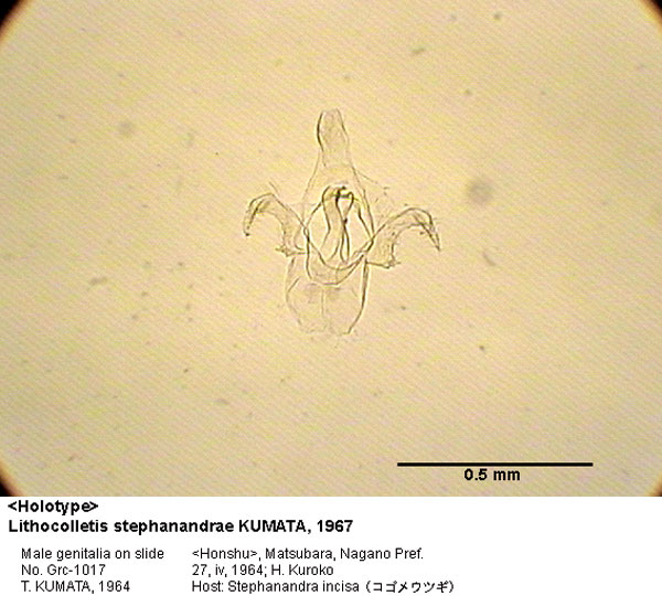 /filer/webapps/moths_gc/media/images/S/stephanandrae_Phyllonorycter_GM_HT_1017_EIHU.jpg