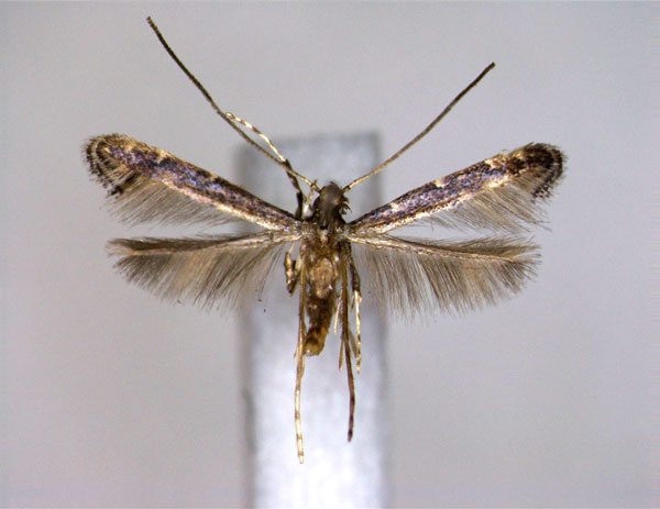 /filer/webapps/moths_gc/media/images/S/stephaniae_Phodoryctis_A_EIHU.jpg