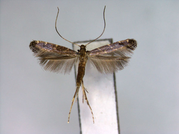 /filer/webapps/moths_gc/media/images/S/stephaniae_Phodoryctis_PT_EIHU.jpg