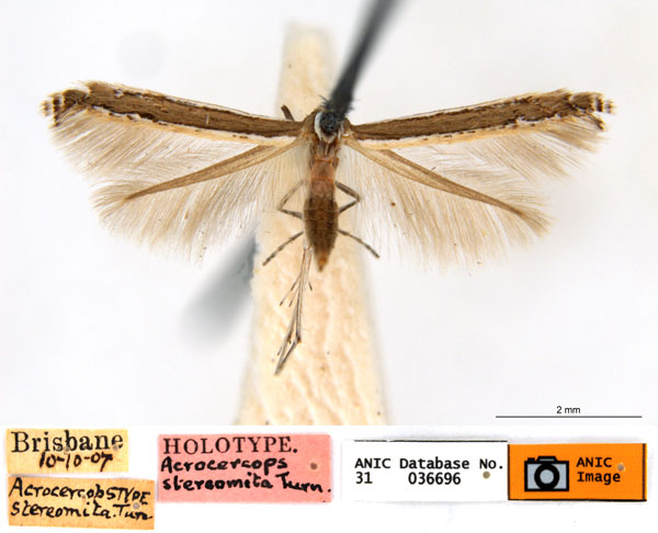 /filer/webapps/moths_gc/media/images/S/stereomita_Acrocercops_ST_ANIC.jpg