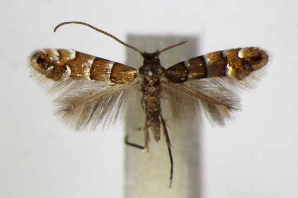/filer/webapps/moths_gc/media/images/S/stettinensis_Phyllonorycter_A_ZSM.jpg