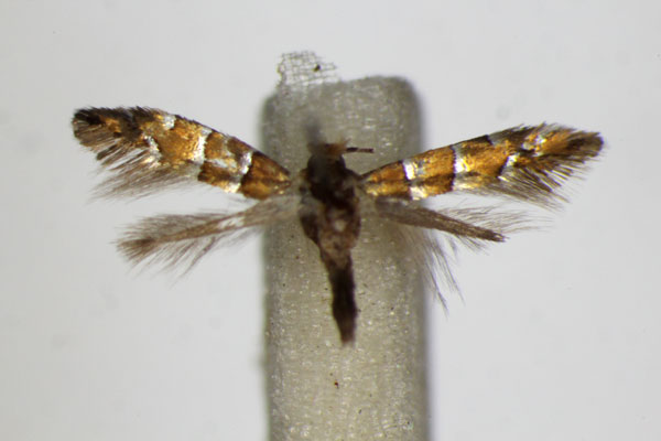 /filer/webapps/moths_gc/media/images/S/stettinensis_Phyllonorycter_A_ZSM_2.jpg