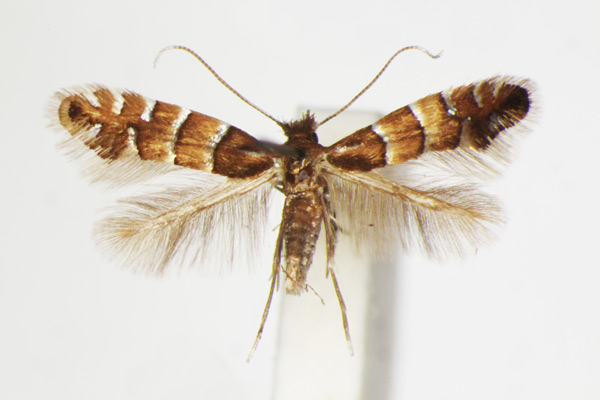 /filer/webapps/moths_gc/media/images/S/stettinensis_Phyllonorycter_A_ZSM_4.jpg
