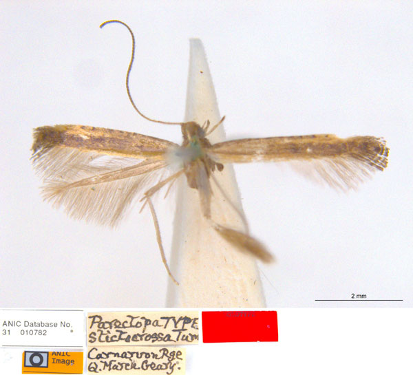/filer/webapps/moths_gc/media/images/S/stictocrossa_Caloptilia_HT_ANIC.jpg