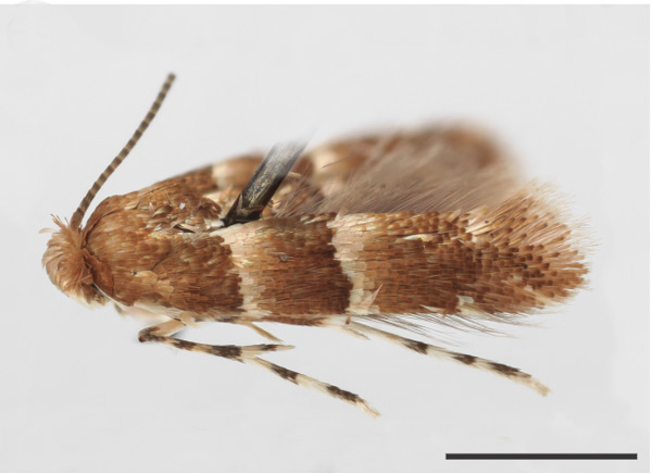 /filer/webapps/moths_gc/media/images/S/stigmaphyllae_Phyllonorycter_HT_USNM.jpg