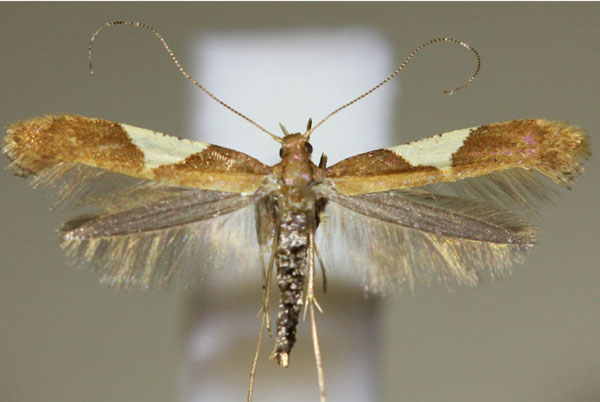 /filer/webapps/moths_gc/media/images/S/stigmatella_Caloptilia_A_Hellers_2017_134.jpg