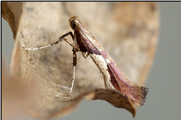 /filer/webapps/moths_gc/media/images/S/stigmatella_Caloptilia_A_Knyazev-et-al_2018_265_2.jpg