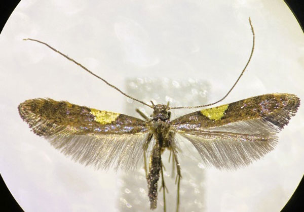 /filer/webapps/moths_gc/media/images/S/stigmatella_Caloptilia_A_Lopez-Muraira-etal_2024.jpg