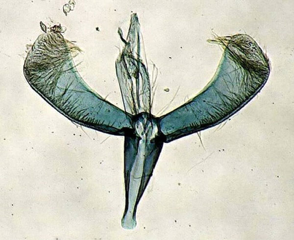 /filer/webapps/moths_gc/media/images/S/stigmatella_Caloptilia_GM_Lopez-Muraira-etal_2024.jpg