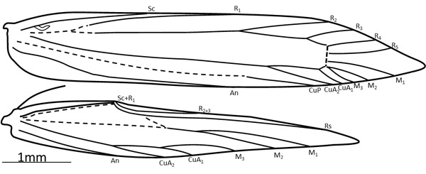 /filer/webapps/moths_gc/media/images/S/stigmatella_Caloptilia_HT_WV_Robinson-et-al_2018_147.jpg