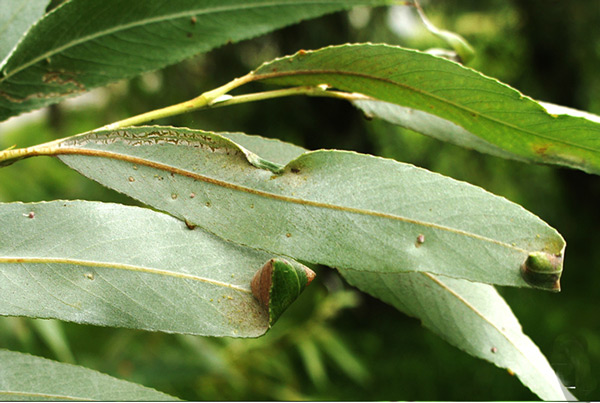 /filer/webapps/moths_gc/media/images/S/stigmatella_Caloptilia_Mine_Knyazev-et-al_2018_266_2.jpg