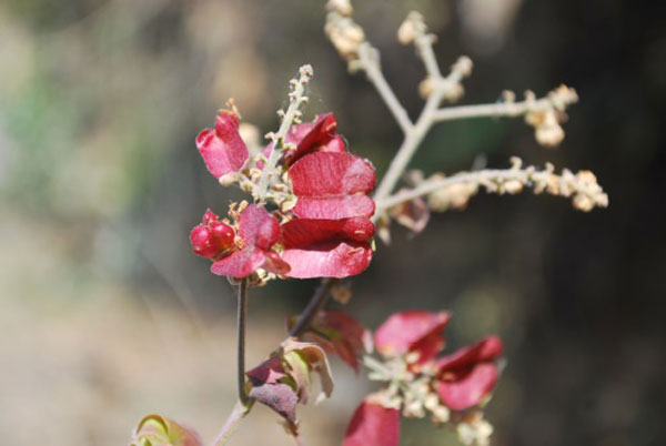 /filer/webapps/moths_gc/media/images/S/stigmatella_Caloptilia_hostplant3_Lopez-Muraira-etal_2024.jpg