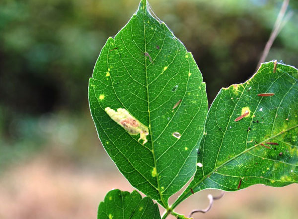 /filer/webapps/moths_gc/media/images/S/stigmatella_Caloptilia_mine1_Lopez-Muraira-etal_2024.jpg