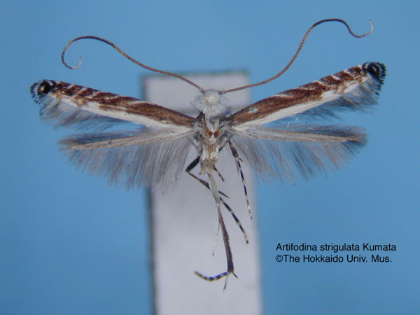 /filer/webapps/moths_gc/media/images/S/strigulata_Artifodina_HT_EIHU.jpg