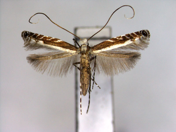 /filer/webapps/moths_gc/media/images/S/strigulata_Artifodina_PT_EIHU.jpg