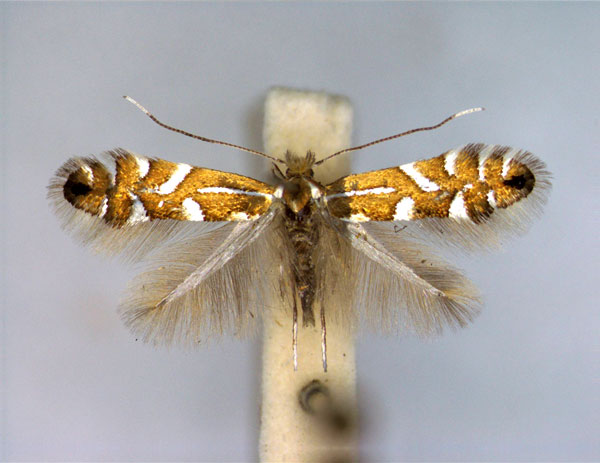 /filer/webapps/moths_gc/media/images/S/strigulatella_Phyllonorycter_A_EIHU.jpg