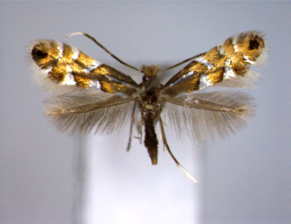 /filer/webapps/moths_gc/media/images/S/strigulatella_Phyllonorycter_A_EIHU_2.jpg