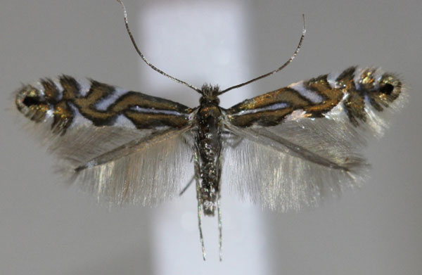 /filer/webapps/moths_gc/media/images/S/strigulatella_Phyllonorycter_A_Hellers_2017_142.jpg