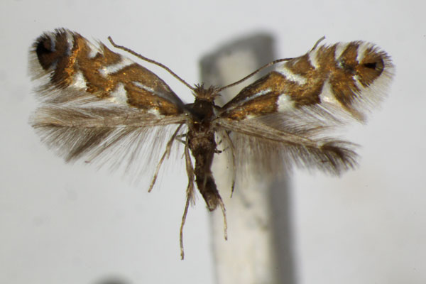 /filer/webapps/moths_gc/media/images/S/strigulatella_Phyllonorycter_A_ZSM.jpg