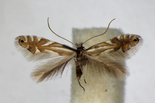 /filer/webapps/moths_gc/media/images/S/strigulatella_Phyllonorycter_A_ZSM_4.jpg