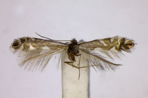 /filer/webapps/moths_gc/media/images/S/strigulatella_Phyllonorycter_ST_BMNH.jpg