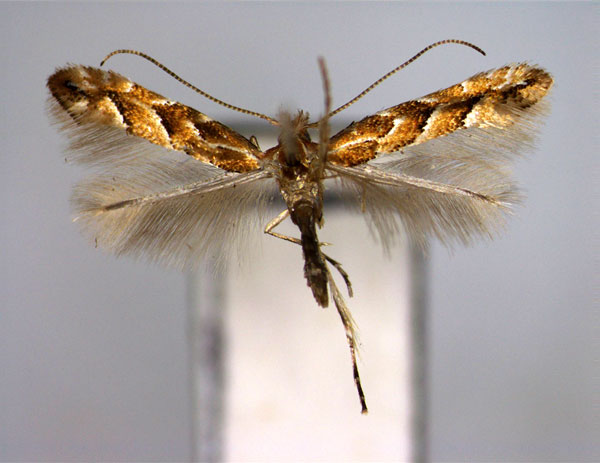 /filer/webapps/moths_gc/media/images/S/styracis_Phyllonorycter_A_EIHU.jpg