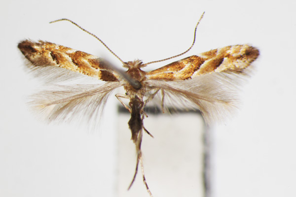 /filer/webapps/moths_gc/media/images/S/styracis_Phyllonorycter_A_ZSM_2.jpg